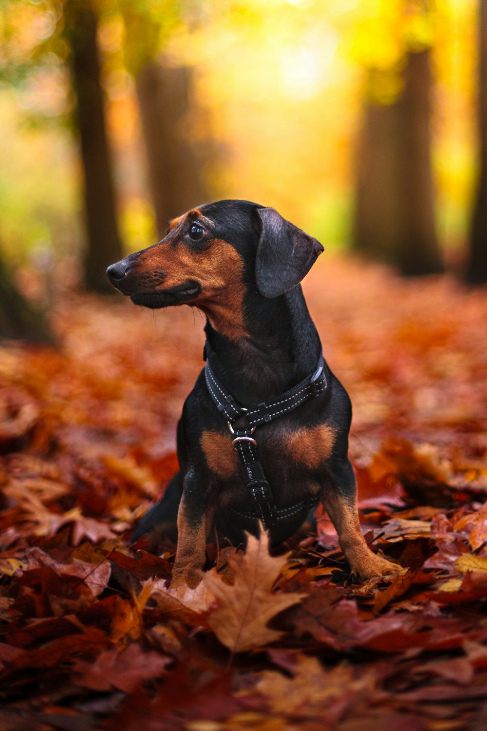 black and tan short coat small dog on brown dried leaves