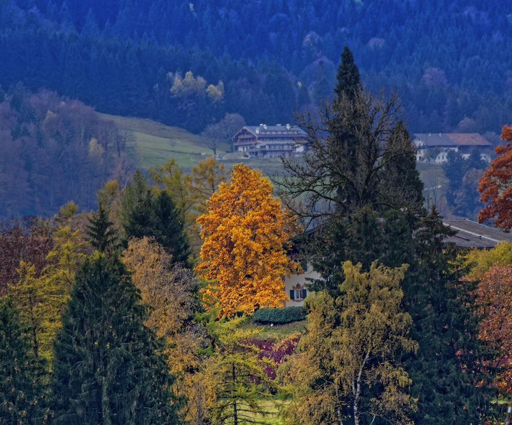 green and yellow trees near mountain during daytime