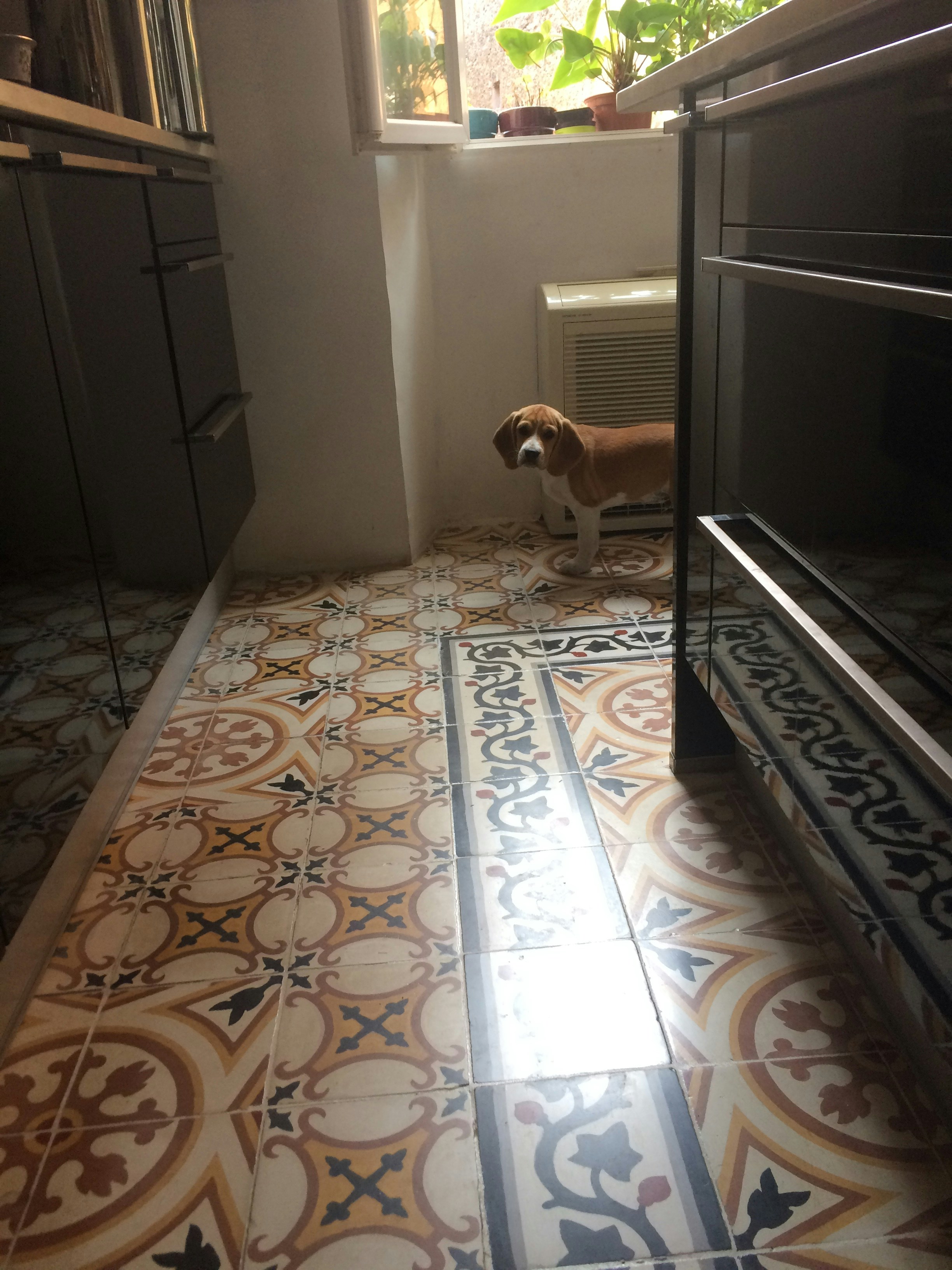 Beagle dog eating from a white ceramic bowl on a clean kitchen floor, bright natural light