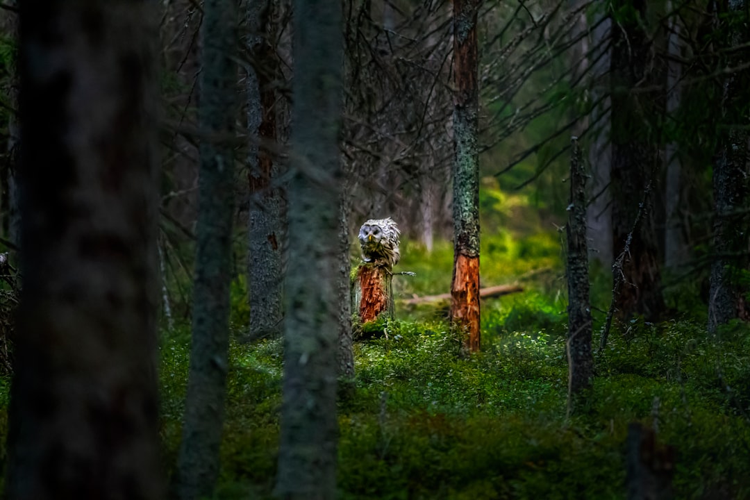 Forest photo spot VÃ¤Ã¤na Pirita rand