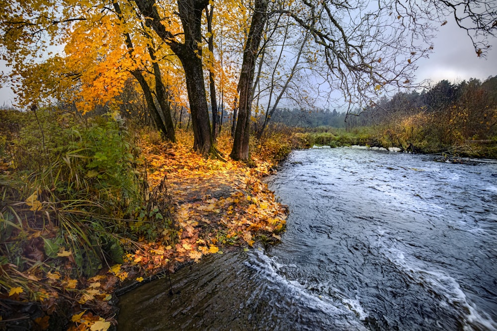 river between trees during daytime