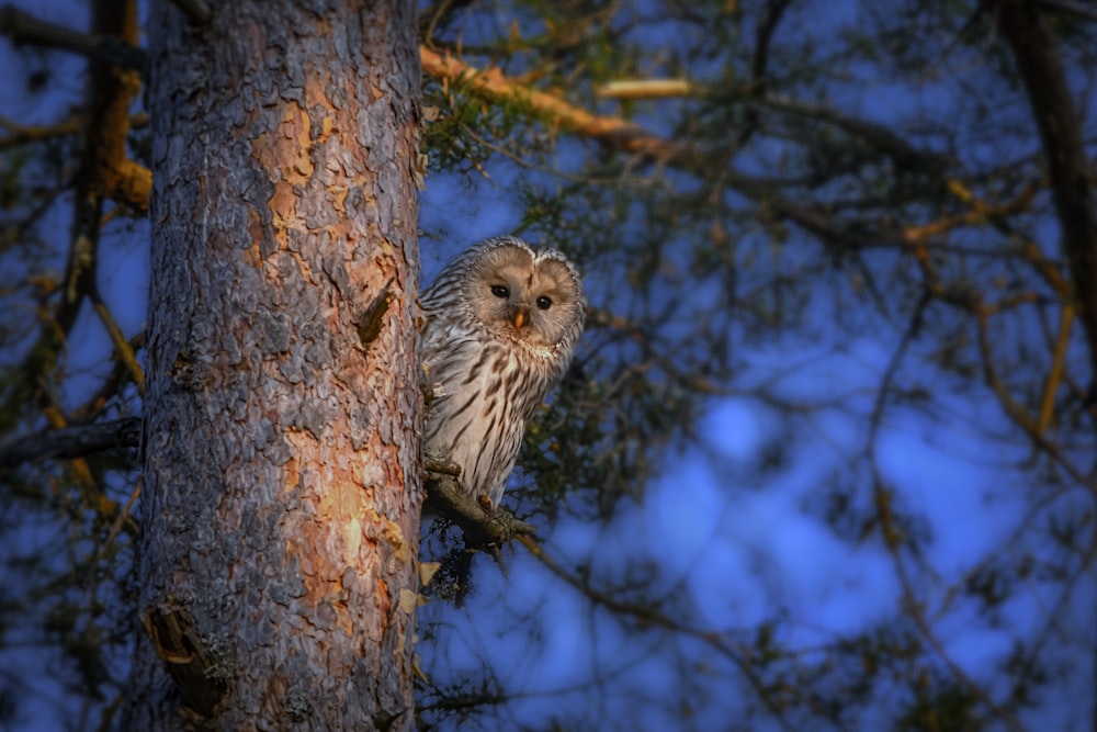 an owl is perched on a tree branch