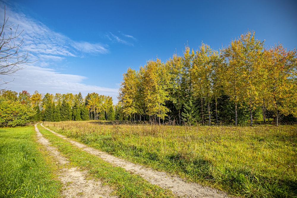 green trees on green grass field under blue sky during daytime