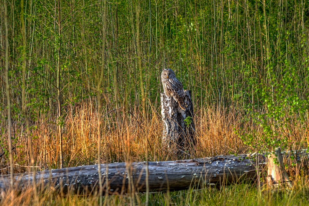 woman in black and white dress standing on brown wooden log surrounded by green grass during