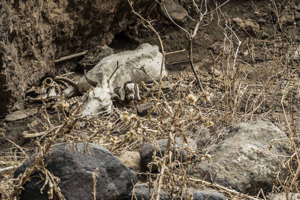 white and gray animal on brown rocky ground during daytime