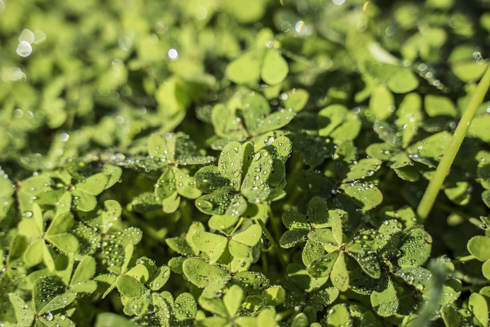 green leaves on body of water