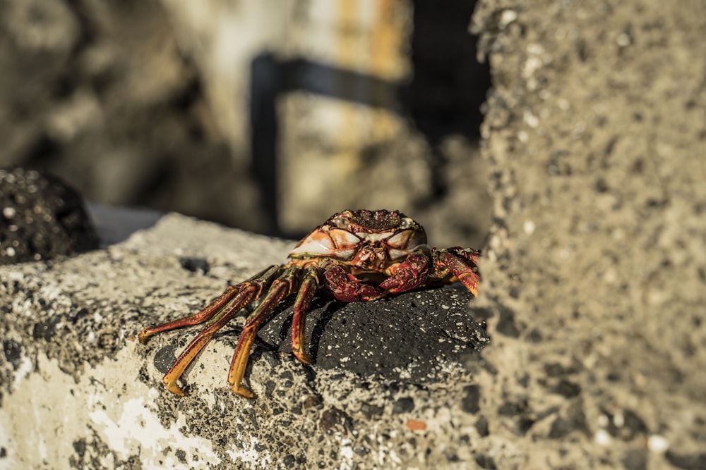 orange crab on gray rock