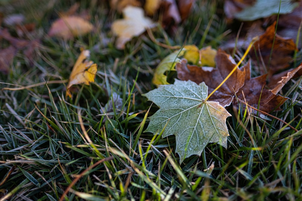 feuille d’érable verte sur gazon vert