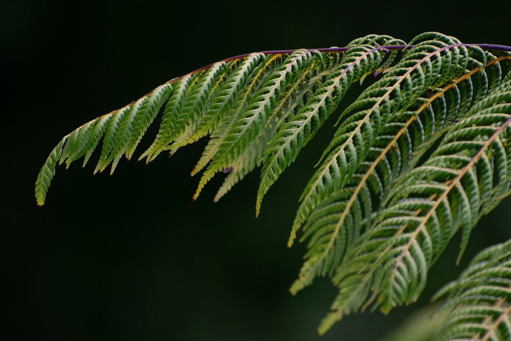 green leaf in close up photography