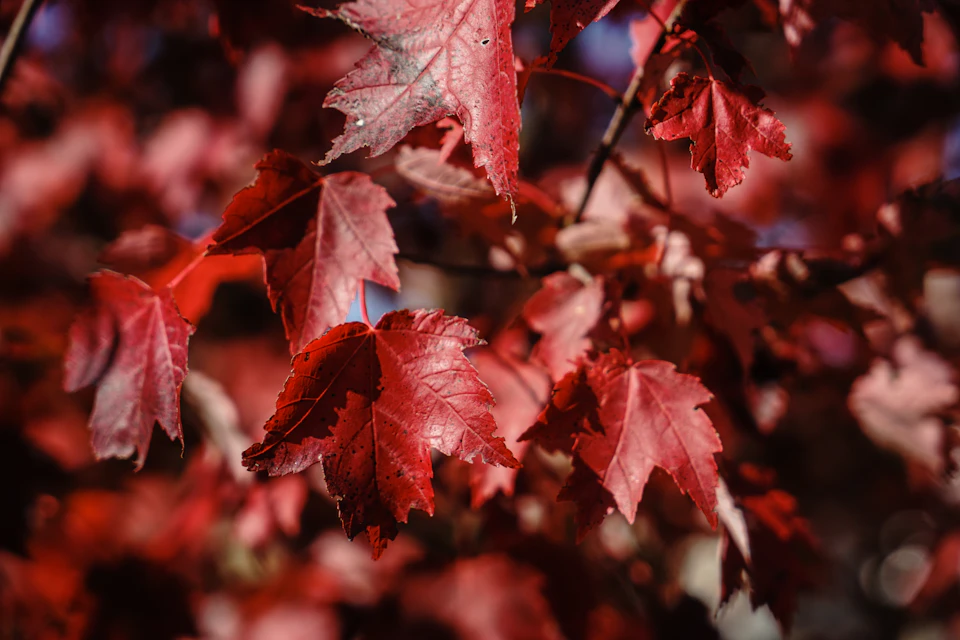 The image shows a close-up view of a tree branch with red leaves, likely maple or oak trees. The leaves are vibrant and full, indicating that they might be in late summer or early autumn when their colors change to shades of red, orange, and yellow. The background is blurred, suggesting the focus is on the leaves and branches.