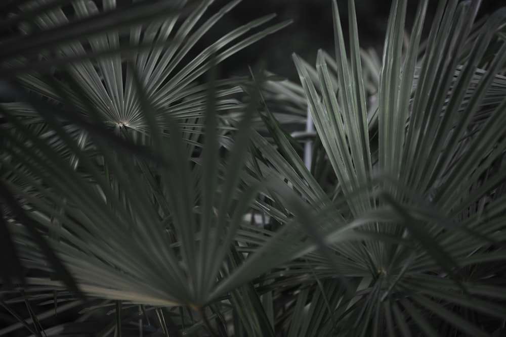 green palm plant during daytime