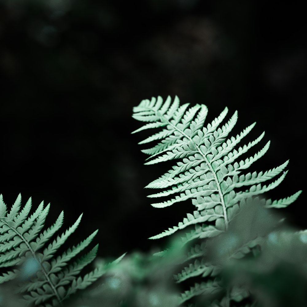 green leaf plant in close up photography