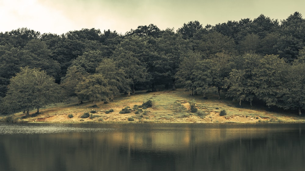 green trees beside river during daytime