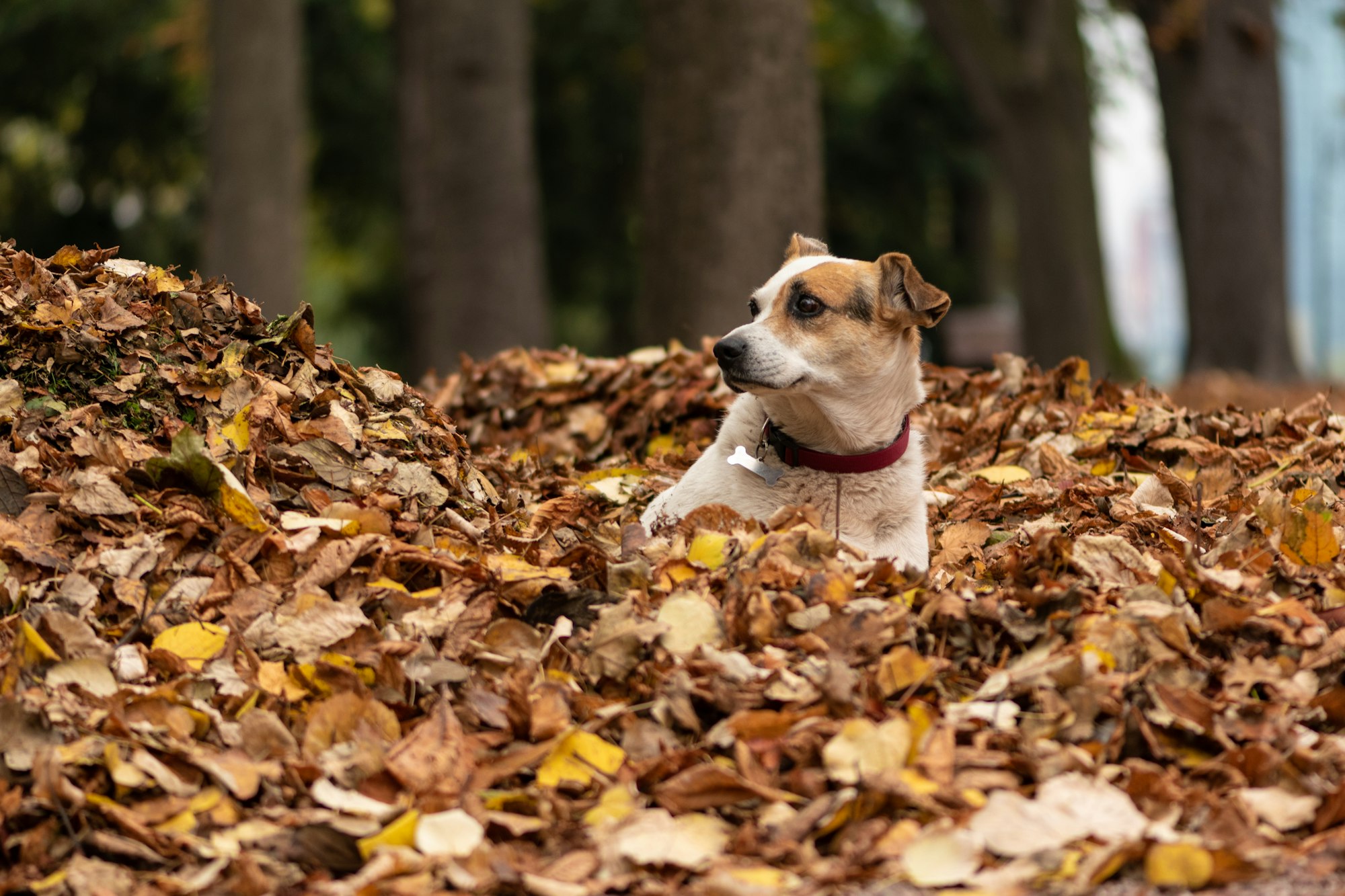 A dog laying down in a pile of dry leaves