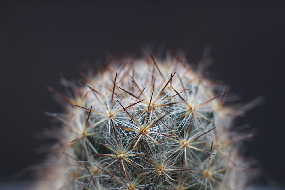 white dandelion in close up photography