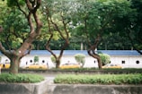 A serene street scene featuring several yellow taxis parked along the road, bordered by a low white wall with a blue-tiled roof. The wall has decorative circular openings. Tall, green trees with lush foliage and twisting branches line the street, providing a natural canopy. People are walking along the sidewalk, partially obscured by the trees.