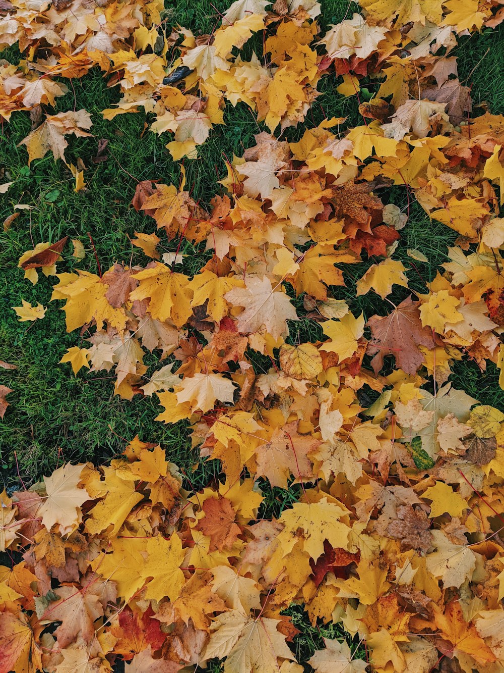 brown and yellow leaves on green grass