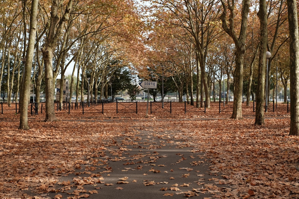 brown leaves on the ground