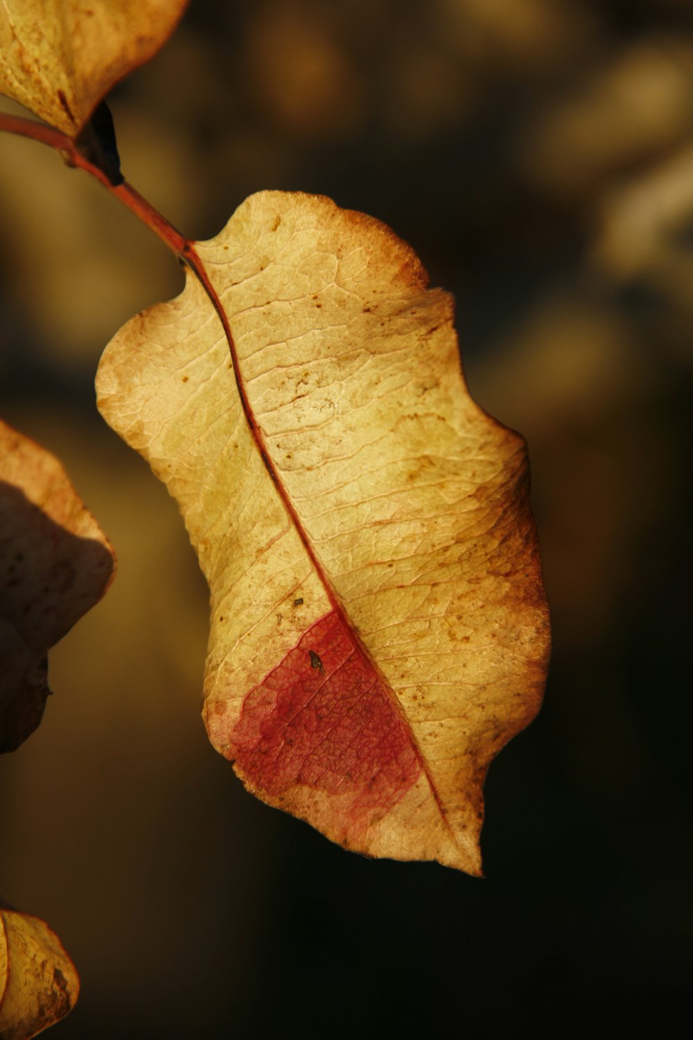 brown leaf in close up photography