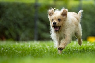 white long coat small dog running on green grass field during daytime