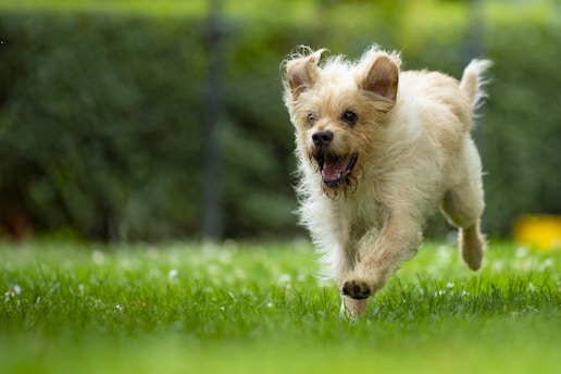 white long coat small dog running on green grass field during daytime