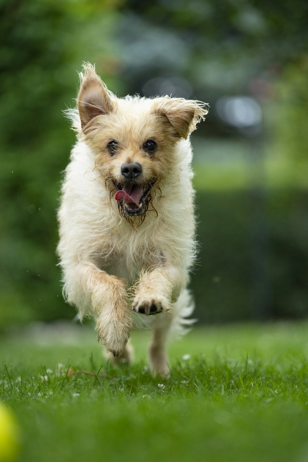 white long coat small dog running on green grass field during daytime