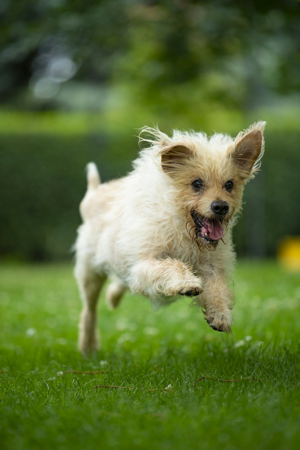 white and brown long coated small dog running on green grass field during daytime