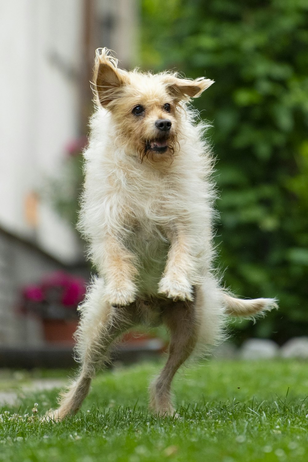 white long coat small dog jumping on green grass during daytime