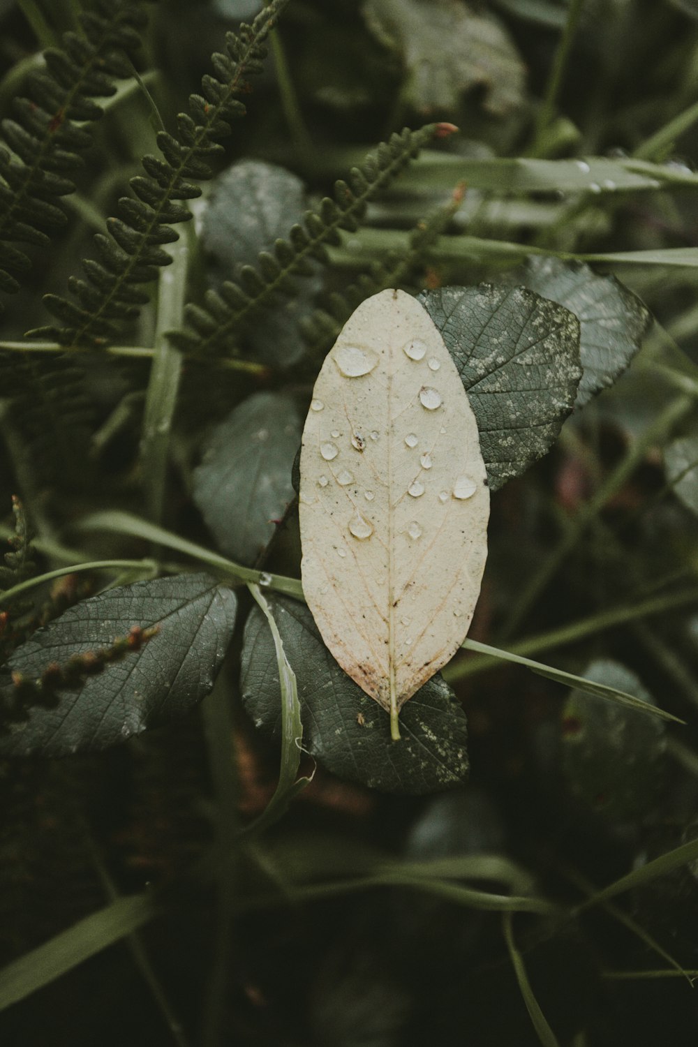 water droplets on green leaves