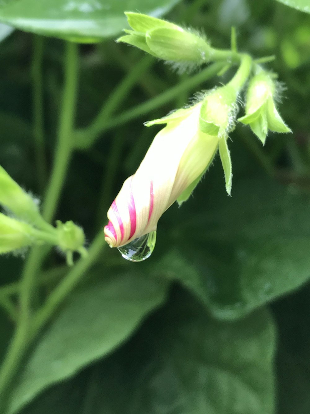 bocciolo di fiore rosa e bianco nella fotografia macro