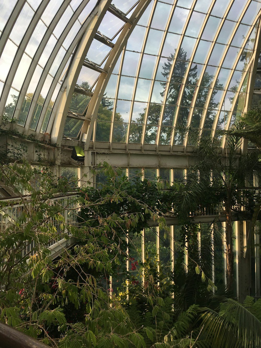 green plants inside greenhouse during daytime