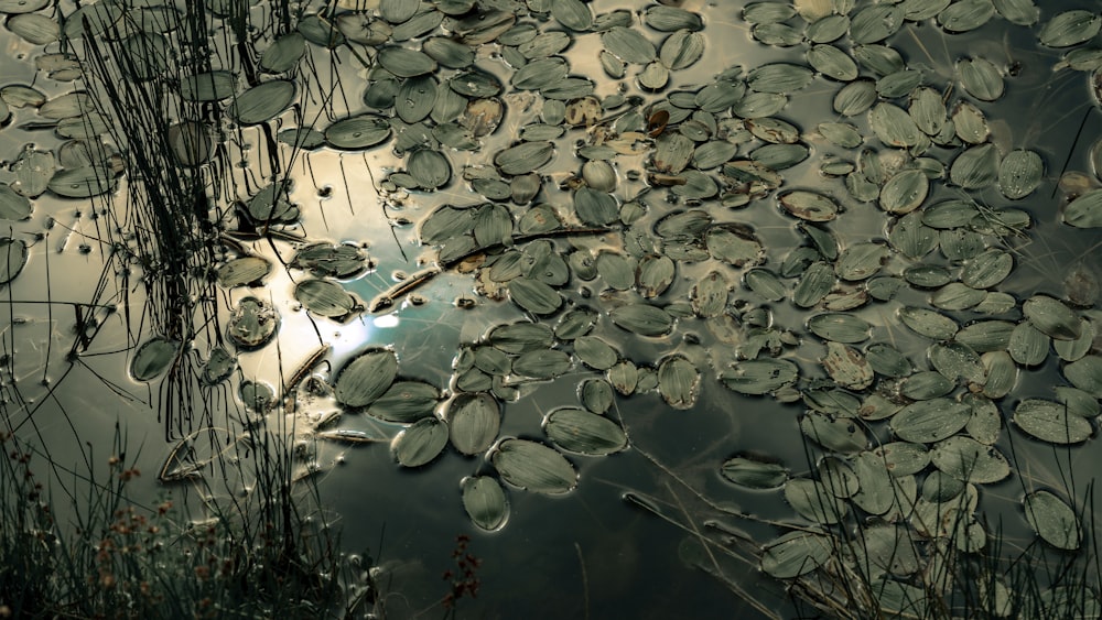 green and brown leaves on water