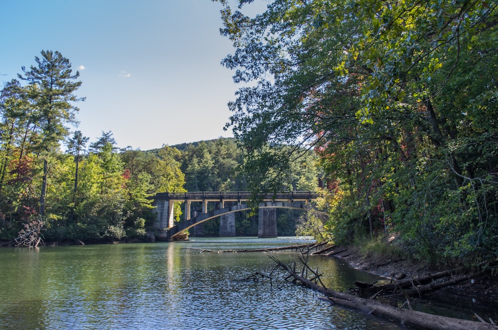 green trees beside river under blue sky during daytime