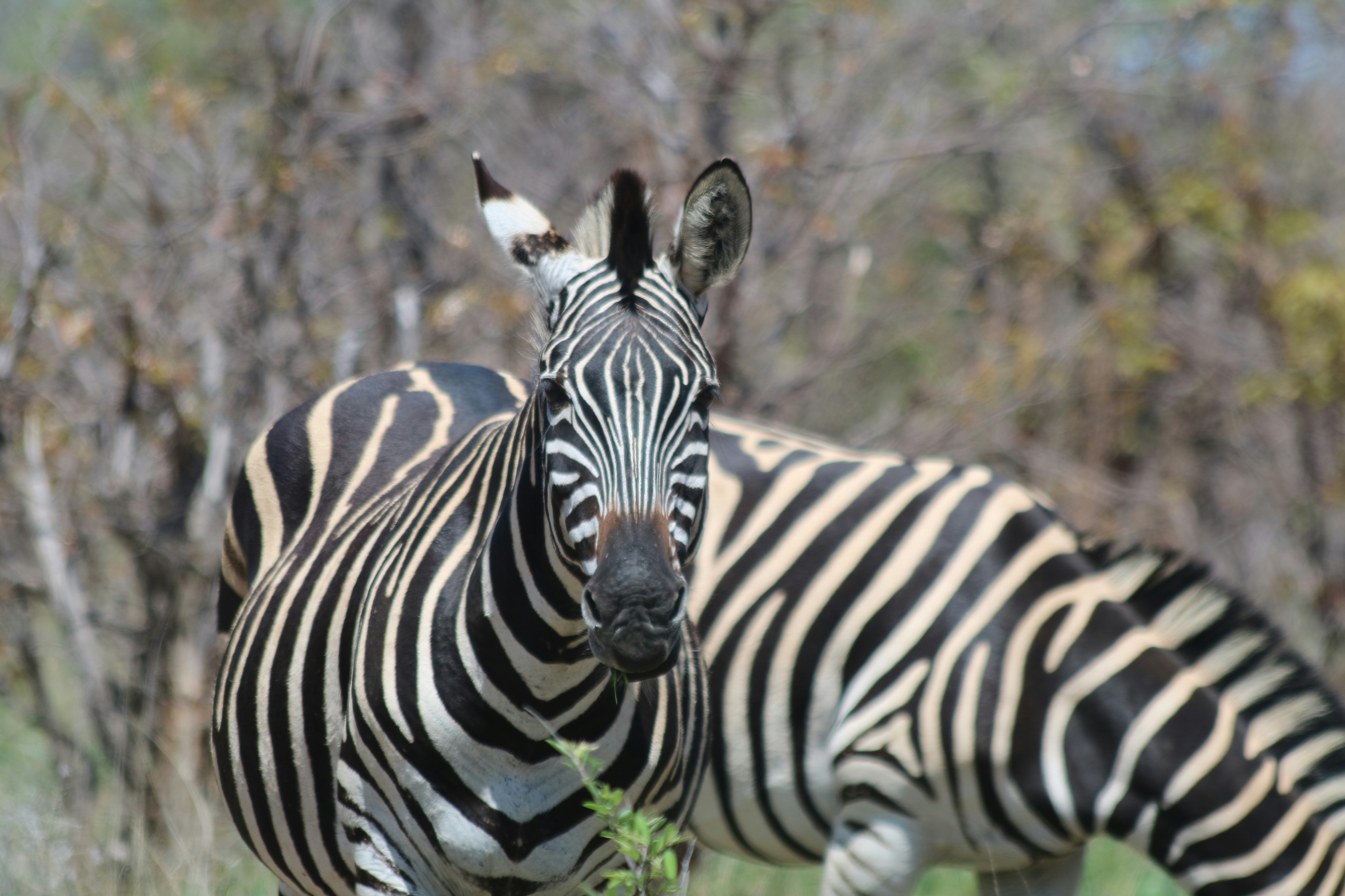 Photo by angelokarabo053