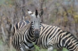 Two zebras stand in an outdoor setting, with one zebra prominently facing the camera and the other slightly blurred in the background. The zebras' black and white striped patterns contrast with the muted, earthy tones of the surrounding vegetation.