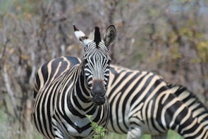 Two zebras stand in an outdoor setting, with one zebra prominently facing the camera and the other slightly blurred in the background. The zebras' black and white striped patterns contrast with the muted, earthy tones of the surrounding vegetation.