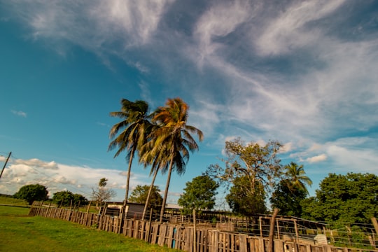 palm trees on green grass field under blue sky during daytime in Orange Walk District Belize