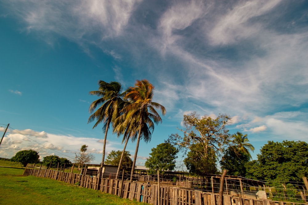 palm trees on green grass field under blue sky during daytime