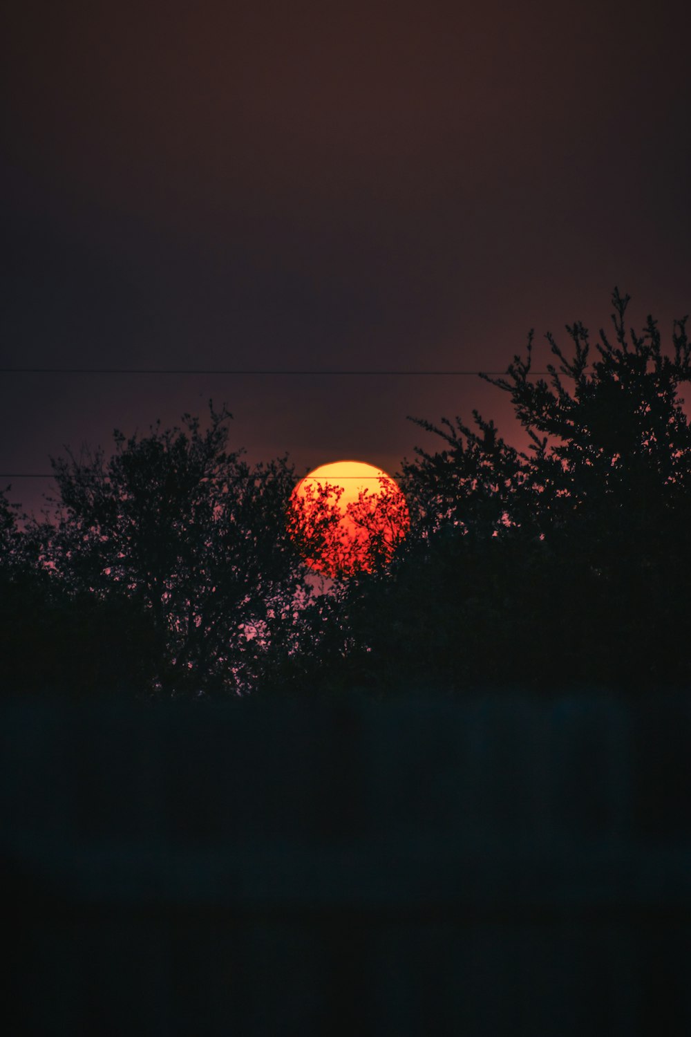 silhouette of trees during sunset