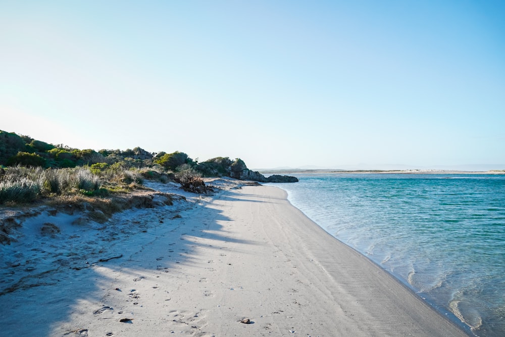 green trees on seashore during daytime