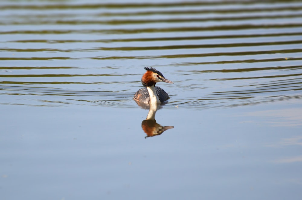 brown and white duck on water during daytime