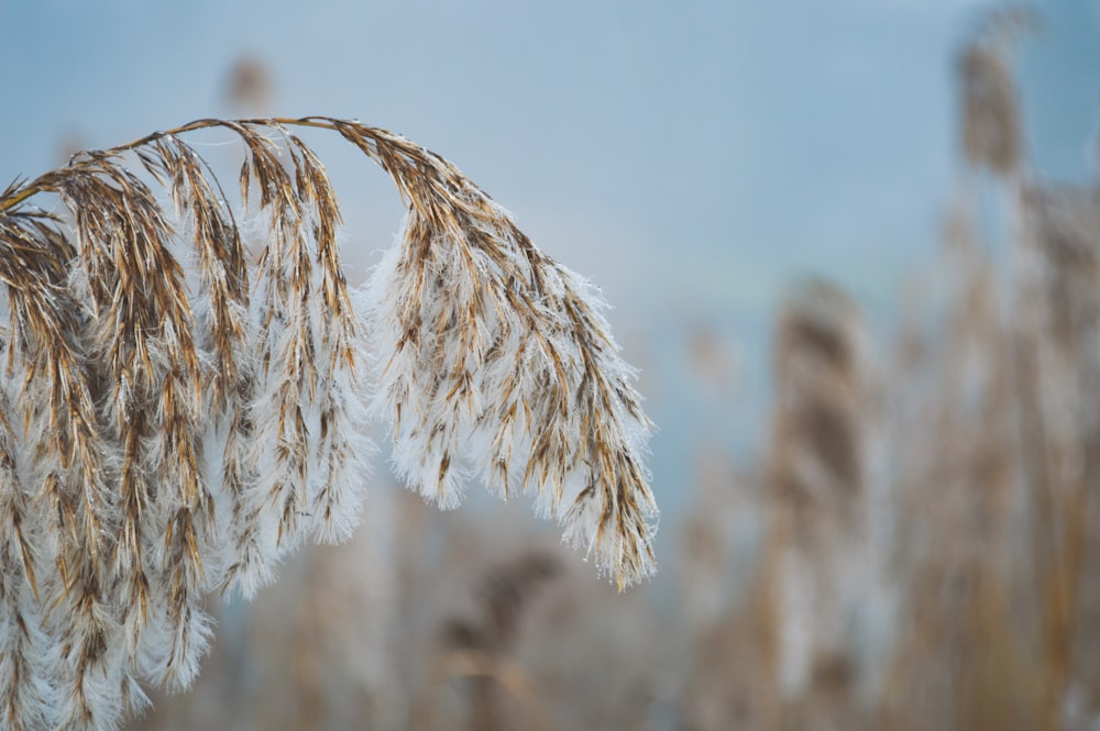 plante blanche en gros plan