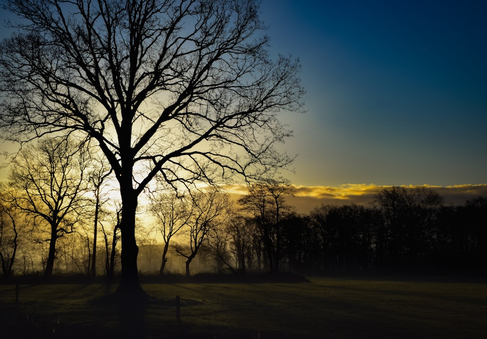 silhouette of bare trees during sunset