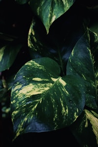 Philodendron Aureo