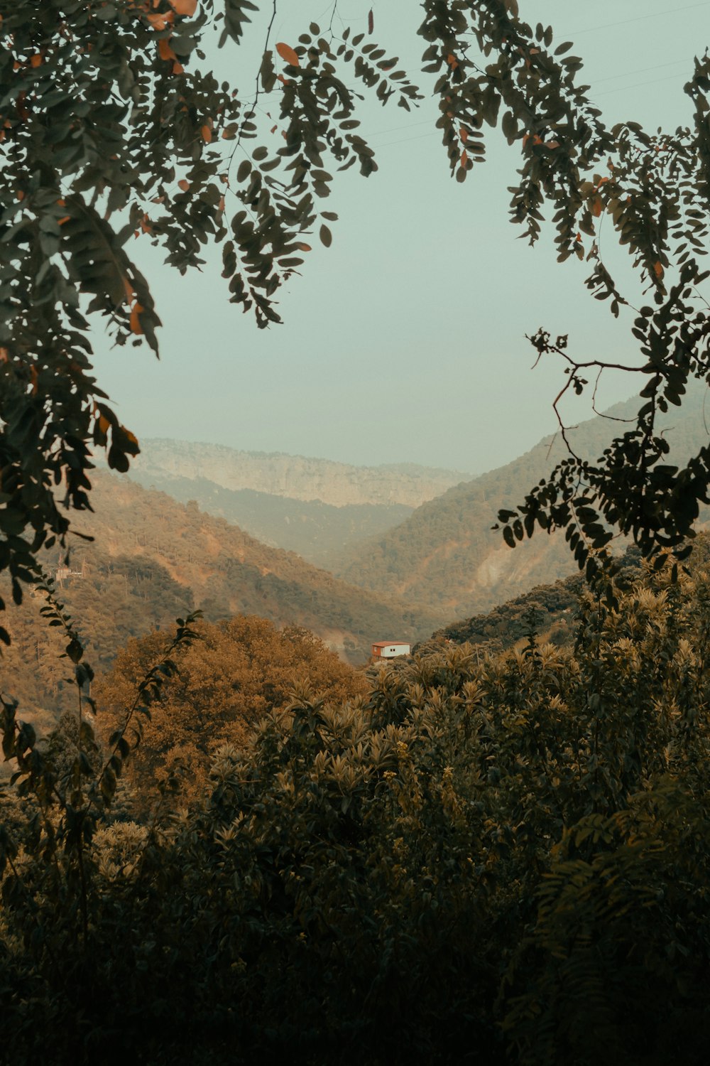 green trees on mountain during daytime