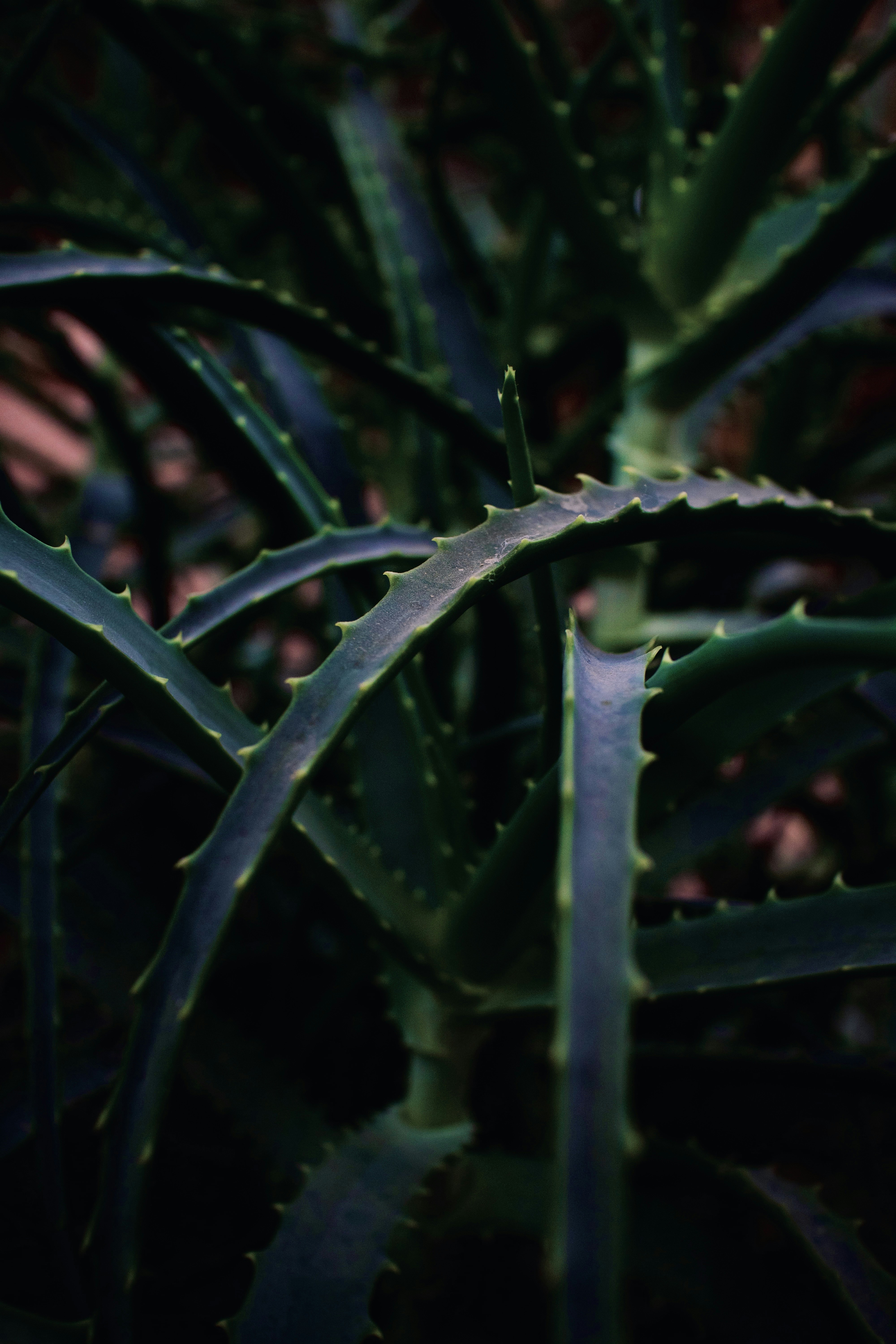 Photo by thejungalista