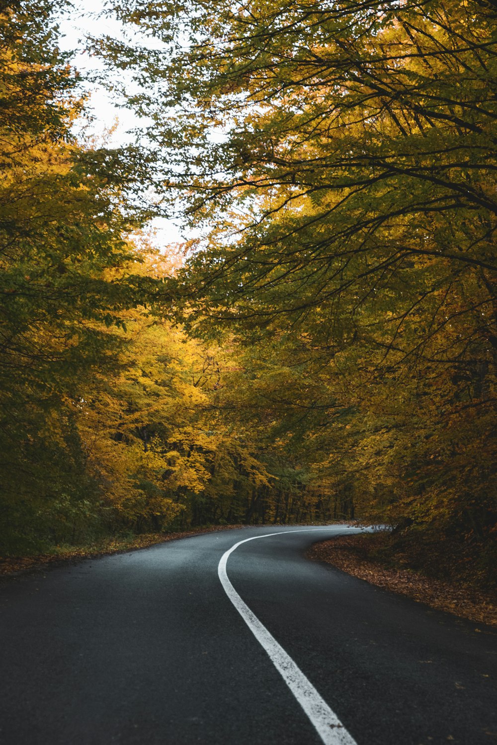 gray concrete road in between trees