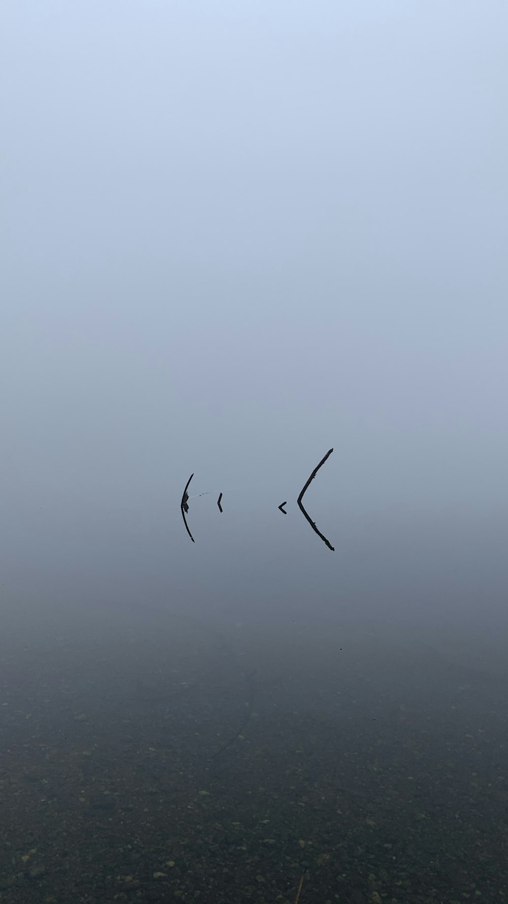 birds flying over the water