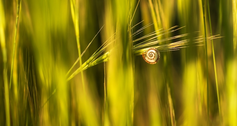 green grass with water droplets