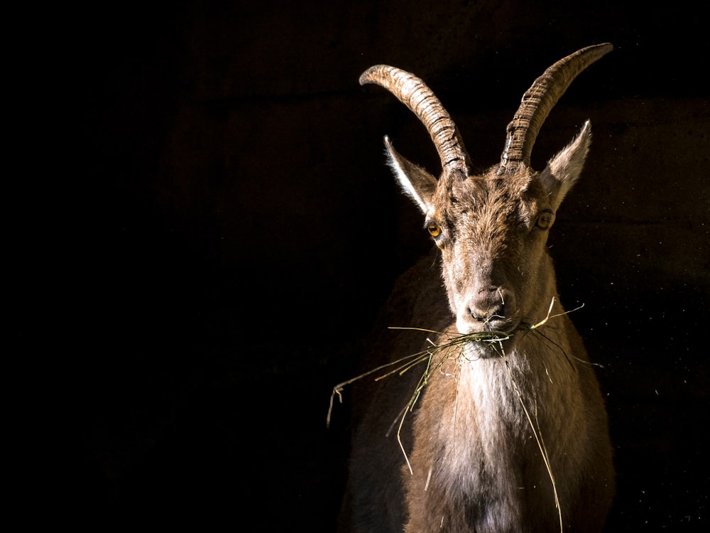 brown ram with black background